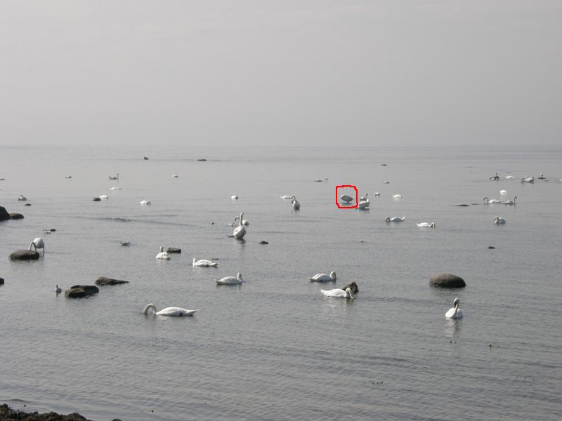 Trova l''intruso ...